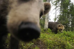Eurasian brown bear (Ursus arctos) close up of nose while investigating remote camera