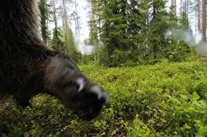 Eurasian brown bear (Ursus arctos) close up of paw while investigating remote camera
