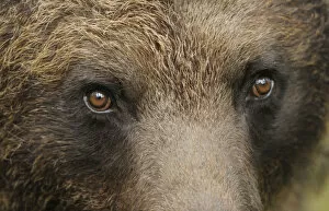 Images Dated 11th July 2008: Eurasian brown bear (Ursus arctos) close-up of face, Suomussalmi, Finland, July 2008