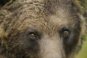 Eurasian brown bear (Ursus arctos) close-up of face, Suomussalmi, Finland, July 2008
