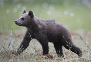 Cubs Prints: Eurasian brown bear (Ursus arctos) cub walking, Suomussalmi, Finland, July 2008