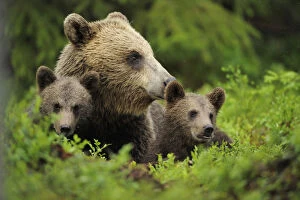 Images Dated 11th July 2008: Eurasian brown bear (Ursus arctos) with two cubs, Suomussalmi, Finland, July 2008