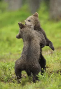 Eurasian brown bear (Ursus arctos) cubs fighting while playing, Suomussalmi, Finland