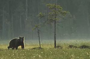 Images Dated 13th July 2008: Eurasian brown bear (Ursus arctos) in early evening, Kuhmo, Finland, July 2008
