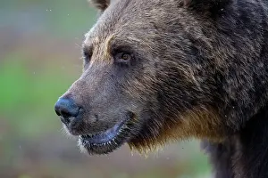 Wilderness Prints: Eurasian brown bear (Ursus arctos) head portrait, Kuikka camp, Kuhmo, Finland. August