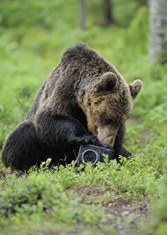 Eurasian brown bear (Ursus arctos) investigating camera, Suomussalmi, Finland, July 2008