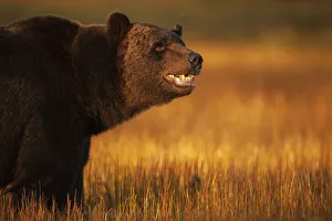 Eurasian brown bear (Ursus arctos) Kuikka, Kainuu, Finland, August