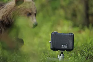 Eurasian brown bear (Ursus arctos) looking at camera in protective case, Suomussalmi