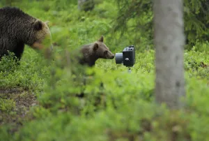 Eurasian brown bear (Ursus arctos) mother with cub investigating camera, Suomussalmi