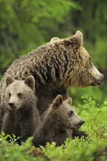 Images Dated 11th July 2008: Eurasian brown bear (Ursus arctos) mother with two cubs, Suomussalmi, Finland, July 2008
