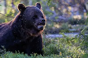Wilderness Prints: Eurasian brown bear (Ursus arctos) resting in the forest