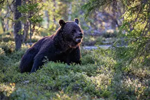Wilderness Prints: Eurasian brown bear (Ursus arctos) resting in the forest