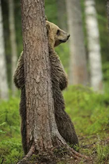 Eurasian brown bear (Ursus arctos) rubbing back against tree, Suomussalmi, Finland