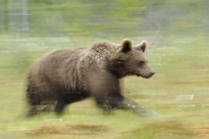 Eurasian brown bear (Ursus arctos) running, Suomussalmi, Finland, July 2008
