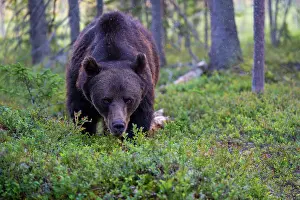 Wilderness Prints: Eurasian brown bear (Ursus arctos) standing in the forest