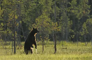 Eurasian brown bear (Ursus arctos) standing with water dripping from its paws, Kuhmo