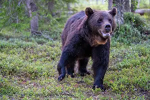 Wilderness Prints: Eurasian brown bear (Ursus arctos) walking through the forest