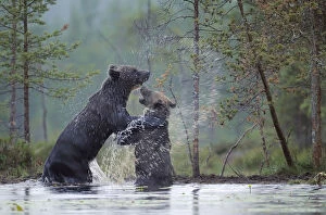 Two Eurasian Brown bears (Ursus arctos) one adult, one juvenile, play-fighting in water