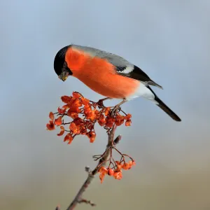 Rosanae Prints: Eurasian bullfinch (Pyrrhula pyrrhula) male on a branch feeding on Rowan (Sorbus