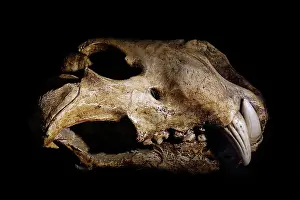 Skull Prints: Eurasian cave lion (Panthera spelaea) skull fossil from the Late Pleistocene