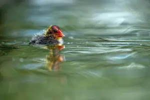 Black Coot Prints: Eurasian coot (Fulica atra) chick on water, Lucerne, Switzerland.
July