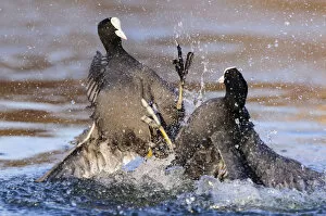 2020 September Highlights Gallery: Eurasian coot (Fulica atra) males fighting over territory. London, England, UK. December