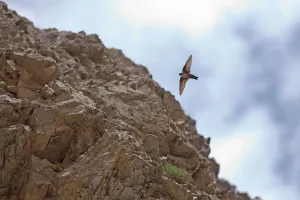 Songbird Prints: Eurasian crag martin (Ptyonoprogne rupestris) Kawakarpo Mountain