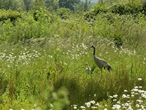 Gruidae Prints: Eurasian crane (Grus grus) and chick foraging in tall vegetation bordering a marshland pool