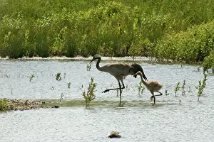 Gruidae Prints: Eurasian crane (Grus grus) and chick wading in marshland pool
