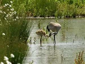 Gruidae Prints: Eurasian crane (Grus grus) offering aquatic invertebrate prey it has just caught to chick