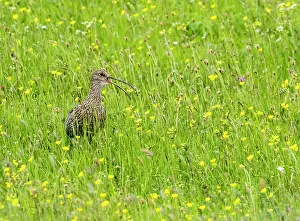 Curlew Prints: Eurasian curlew (Numenius arquata) standing in meadow