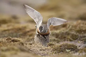 Eurasian dotterel (Charadrius morinellus) pair mating in breeding habitat on upland