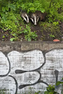 Eurasian / European badger (Meles meles) outside urban sett behind wall with graffiti Eurasian / European badger (Meles meles) outside urban sett behind wall with graffiti