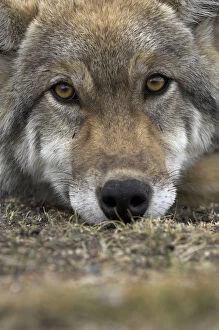 Eurasian / European / Forest Wolf (Canis lupus lupus) head portrait resting on ground