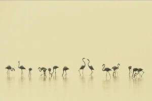 Flamingos Gallery: Eurasian flamingos (Phoenicopterus roseus) lined up on Pulicat Lake, Tamil Nadu, India