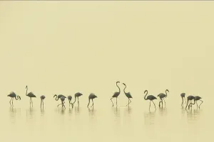 Uncatalogued Prints: Eurasian flamingos (Phoenicopterus roseus) lined up on Pulicat Lake, Tamil Nadu, India
