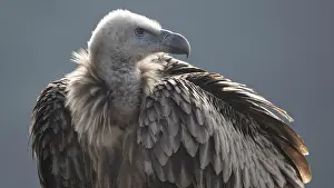 Gyps Prints: Eurasian griffon (Gyps fulvus) juvenile