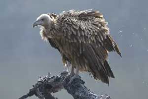 Gyps Prints: Eurasian griffon (Gyps fulvus) juvenile