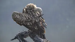 Gyps Prints: Eurasian griffon (Gyps fulvus) juvenile