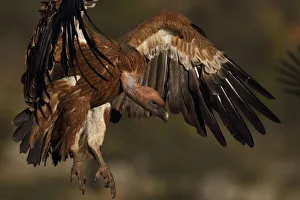 Eurasian Griffon vulture, Gyps fulvus, at wildlife watching and vulture feeding site