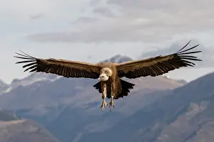 Eurasian griffon vulture (Gyps fulvus) landing with mountains behind, Pyrenees, northern Spain. February