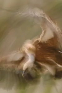 Blurred Movement Prints: Eurasian griffon vulture (Gyps fulvus) pre-Pyrenees, Catalonia, Spain