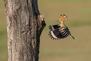 Bucerotiformes Prints: Eurasian hoopoe (Upupa epops) arriving at nest hole in tree trunk