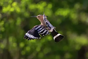 Bucerotiformes Prints: Eurasian hoopoe (Upupa epops) in flight