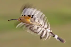 Blurred Movement Prints: Eurasian hoopoe (Upupa epops) in flight carrying insect prey in beak
