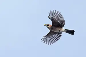 Garrulus Prints: Eurasian jay (Garrulus glandarius) in flight
