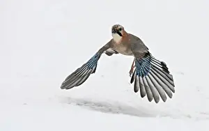 Corvidae Prints: Eurasian jay (Garrulus glandarius) in flight over snow, Finland. February