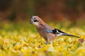 Eurasian jay (Garrulus glandarius) foraging in autumn leaves. London, England, UK
