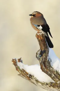 Eurasian jay (Garrulus glandarius) perched on branch in snow, Flatanger, Norway