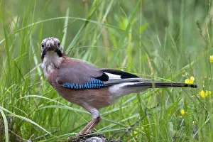 Corvidae Prints: Eurasian jay (Garrulus glandarius) perched among grass, Aude, France. June